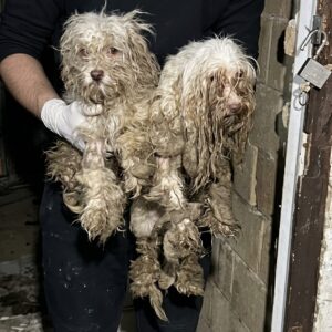 Minnie Takes Her First Steps After Overcoming Severe Neglect