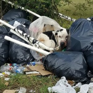 A Forgotten Dog's Survival: From Abandonment to Rescue in Minutes