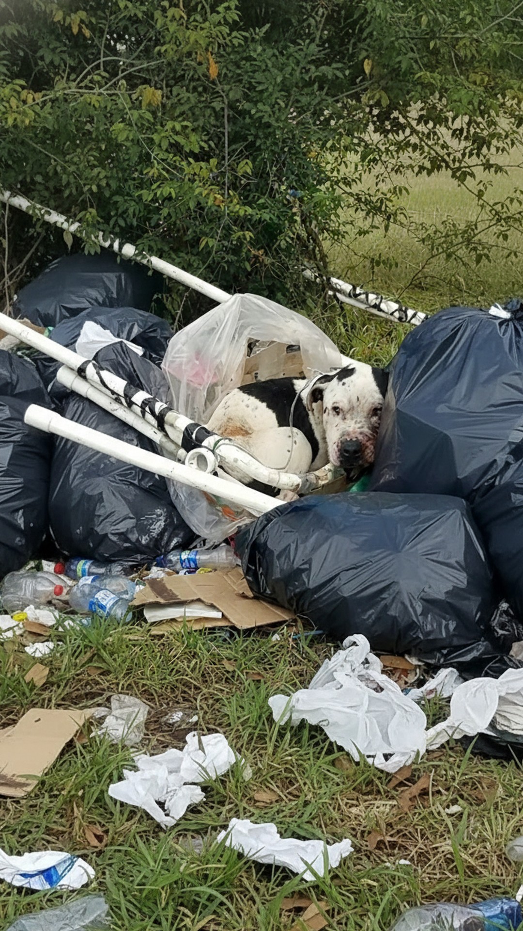 A Forgotten Dog's Survival: From Abandonment to Rescue in Minutes
