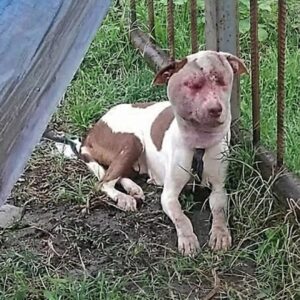 From Abandonment to Recovery: Jade's Transformation in Just One Week