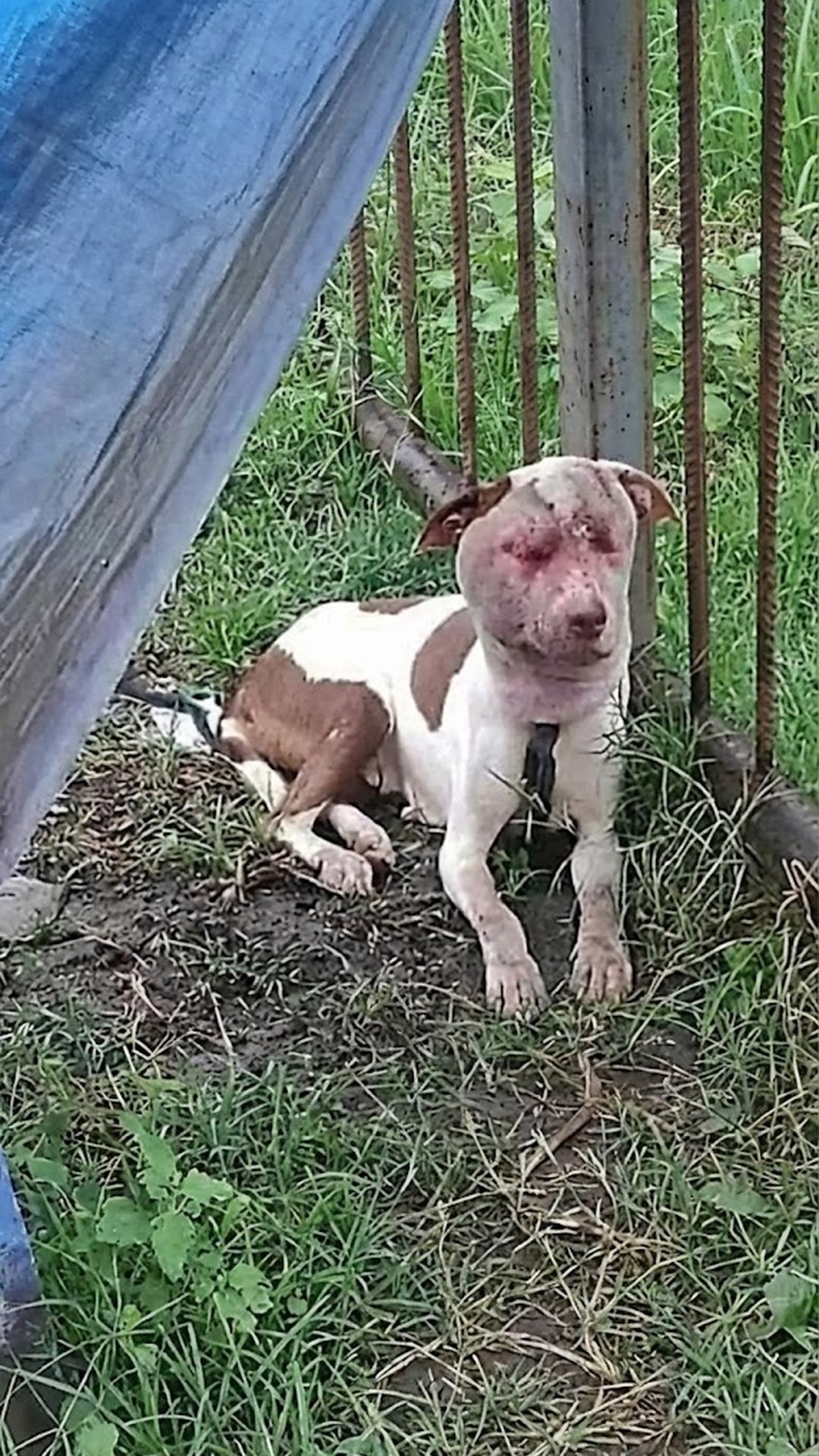 From Abandonment to Recovery: Jade's Transformation in Just One Week
