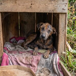 From Flames to Freedom: Leo's Journey from Abandonment to Renewal