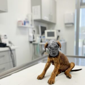 From Silent Suffering to Playful Recovery: Nemo's Journey