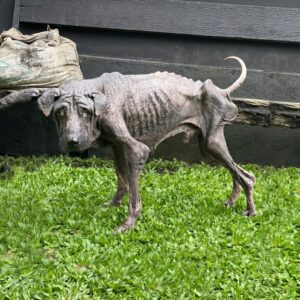 Walter's Six-Week Transformation from Emaciated Shadow to Vibrant Companion