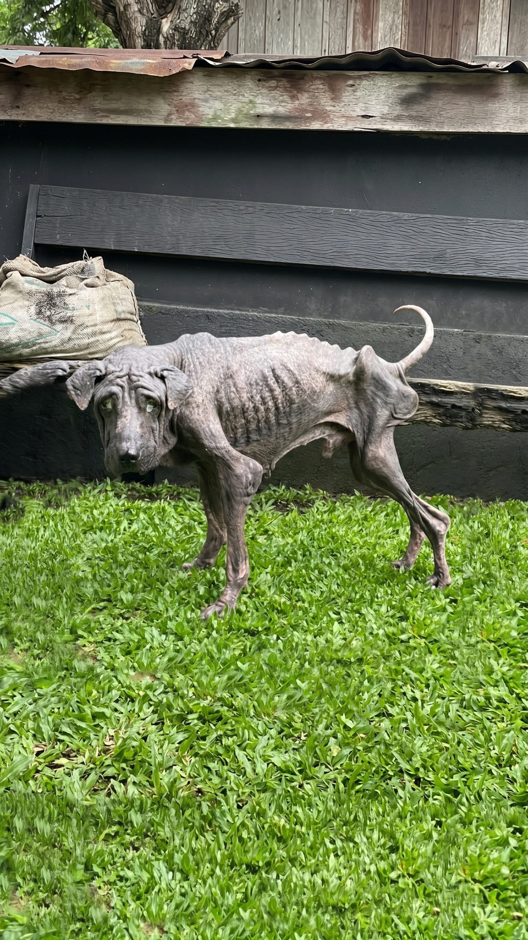 Walter's Six-Week Transformation from Emaciated Shadow to Vibrant Companion