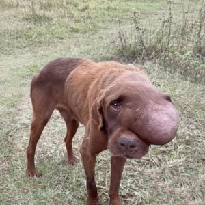 Driver Stops to Rescue Collapsed Dog from Roadside, Changing Both Lives
