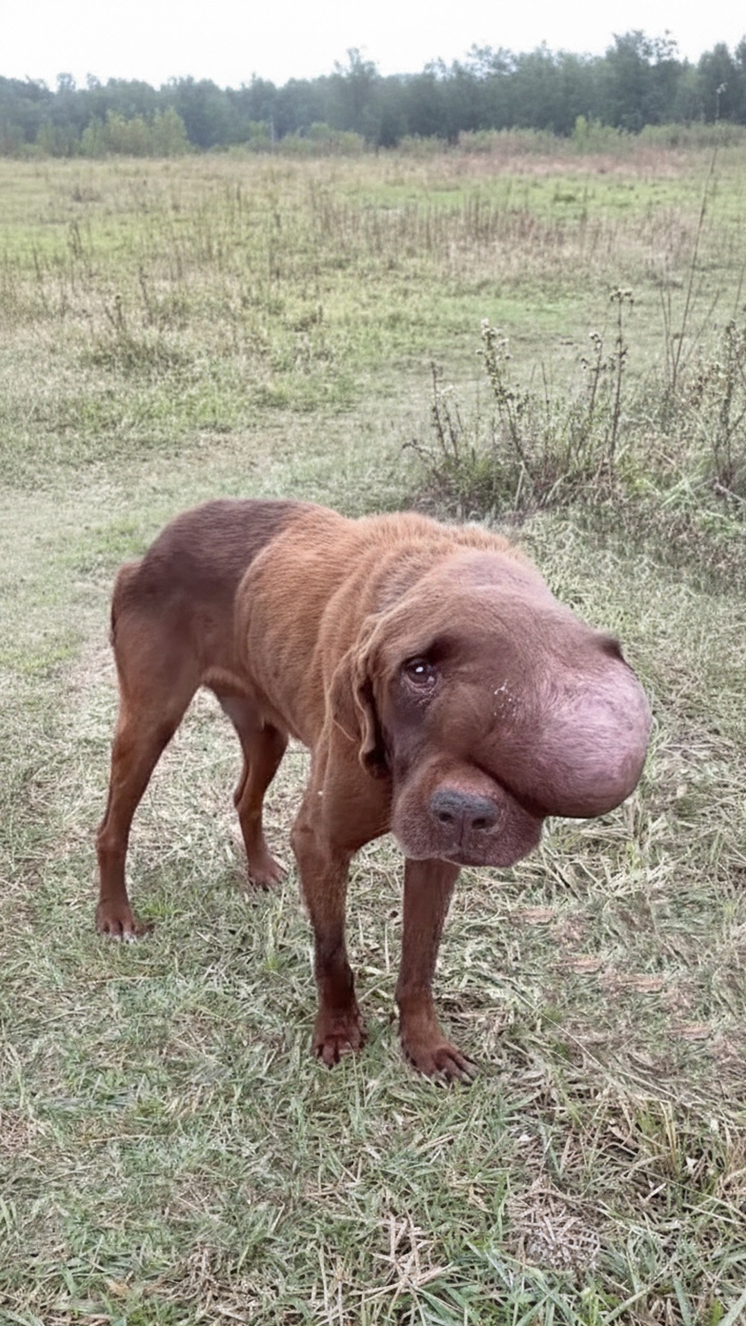 Driver Stops to Rescue Collapsed Dog from Roadside, Changing Both Lives