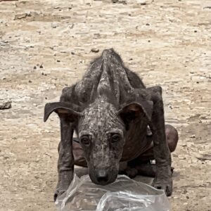 Rescue Discovery: Starving Dog Found Hiding Among Garbage