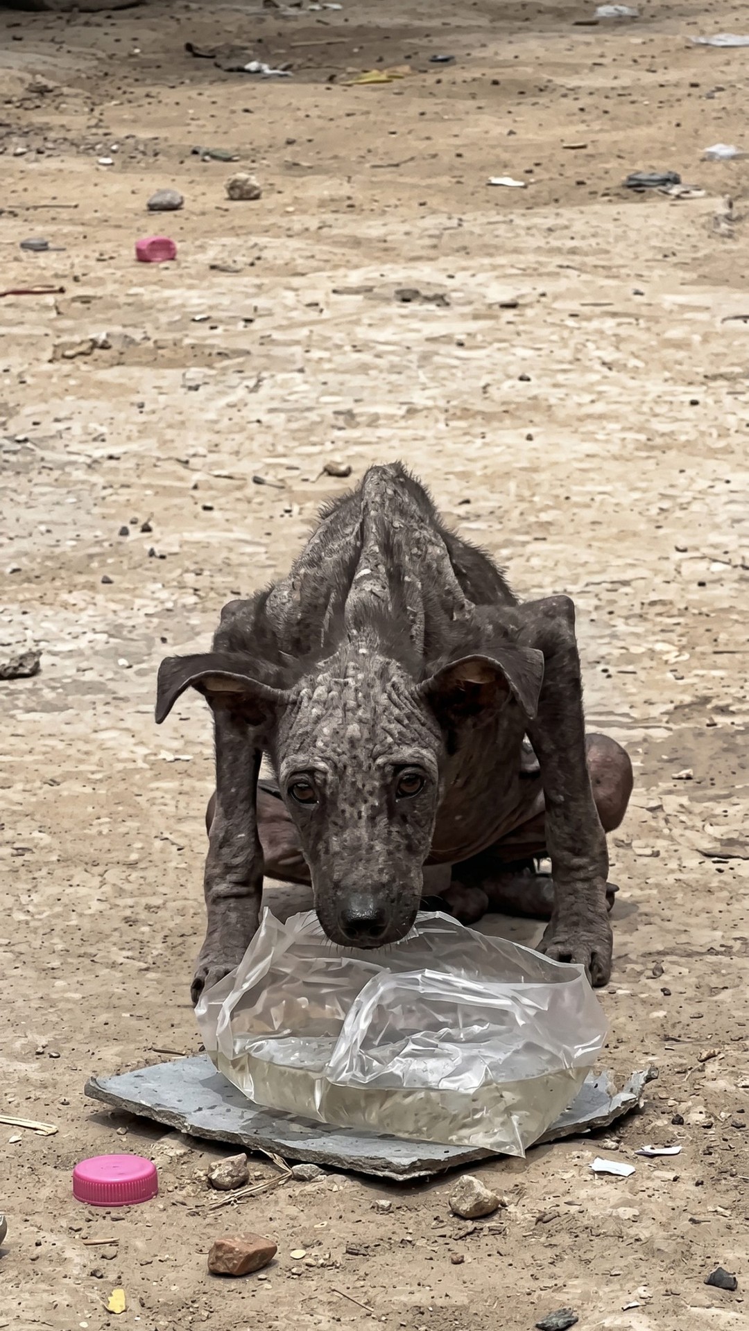 Rescue Discovery: Starving Dog Found Hiding Among Garbage