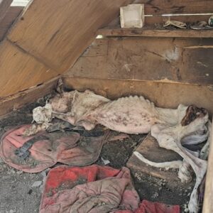 Couple Discovers Emaciated Greyhound on the Ground, Changing Her Fate Forever