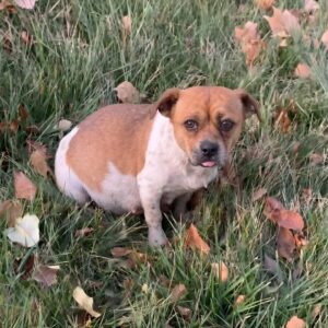 Sweetie the Stray: A Pregnant Dog's Courageous Nesting Behavior in the Cold