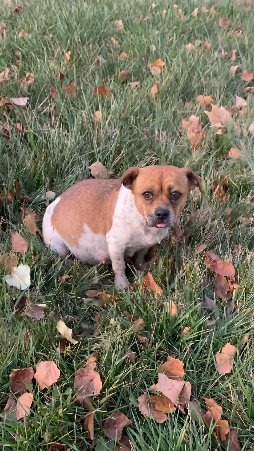 Sweetie the Stray: A Pregnant Dog's Courageous Nesting Behavior in the Cold