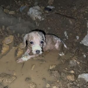 Lucky's Heartwarming Tail Wag Signals His Amazing Recovery