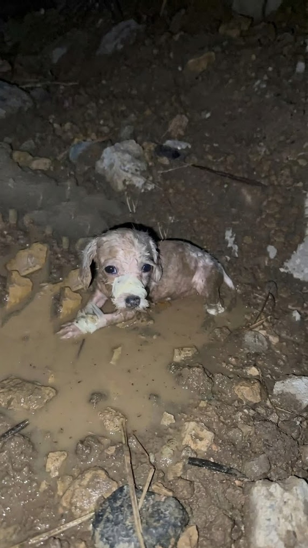 Lucky's Heartwarming Tail Wag Signals His Amazing Recovery