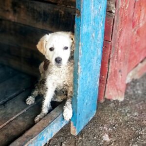 Tiny Puppy Learns to Walk Again After Severe Trauma from Neglect