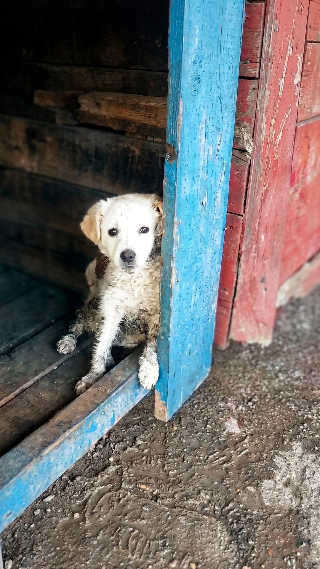 Tiny Puppy Learns to Walk Again After Severe Trauma from Neglect