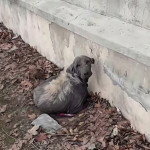 Bella's Remarkable Recovery: From Abandonment to a Loving Home
