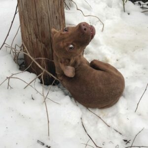 From a Frozen Alley to a Warm Home: A Dog's Journey of Survival