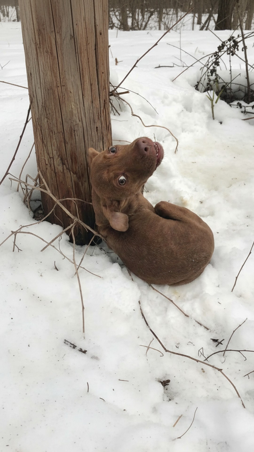 From a Frozen Alley to a Warm Home: A Dog's Journey of Survival