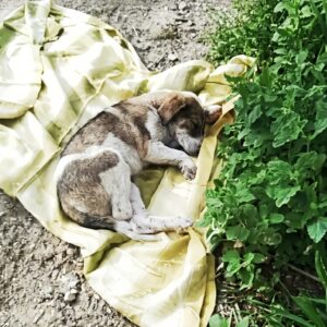 Ozzy's Emergency Surgery: A Race to Save a Shattered Puppy