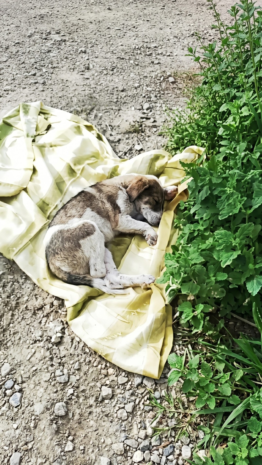 Ozzy's Emergency Surgery: A Race to Save a Shattered Puppy