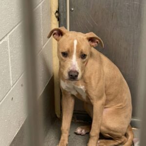 Rescue Team Uncovers Bagel's Journey from Abandonment to Trust