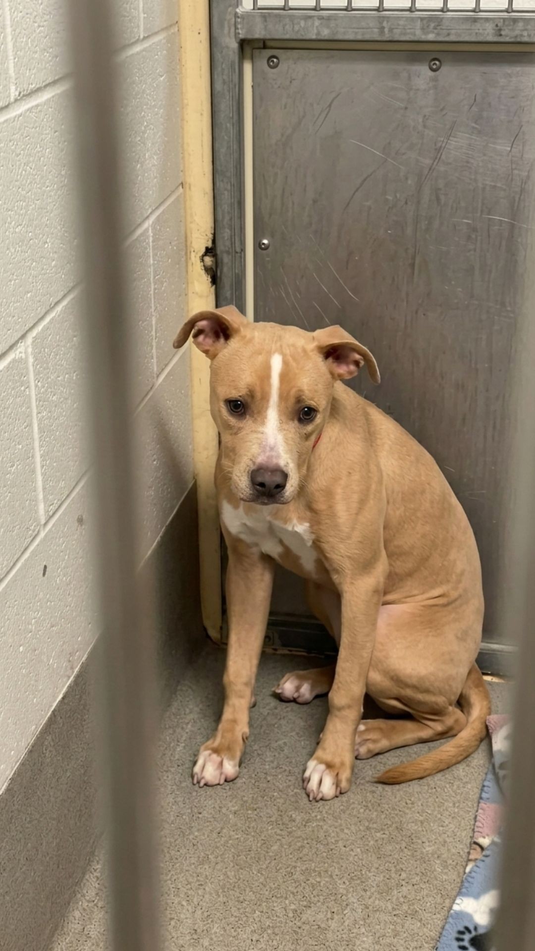 Rescue Team Uncovers Bagel's Journey from Abandonment to Trust