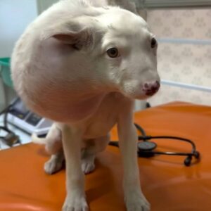 Kollie's Tail-Wagging Transformation After Life-Saving Surgery
