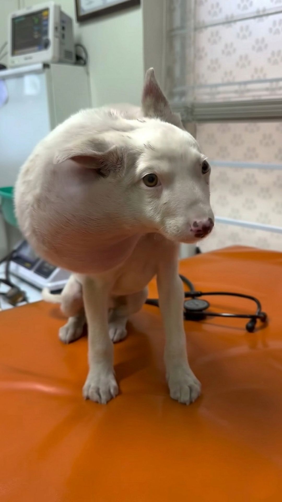 Kollie's Tail-Wagging Transformation After Life-Saving Surgery