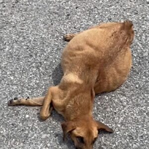 Rescue Team Saves Azalea After She Was Abandoned at a Landfill