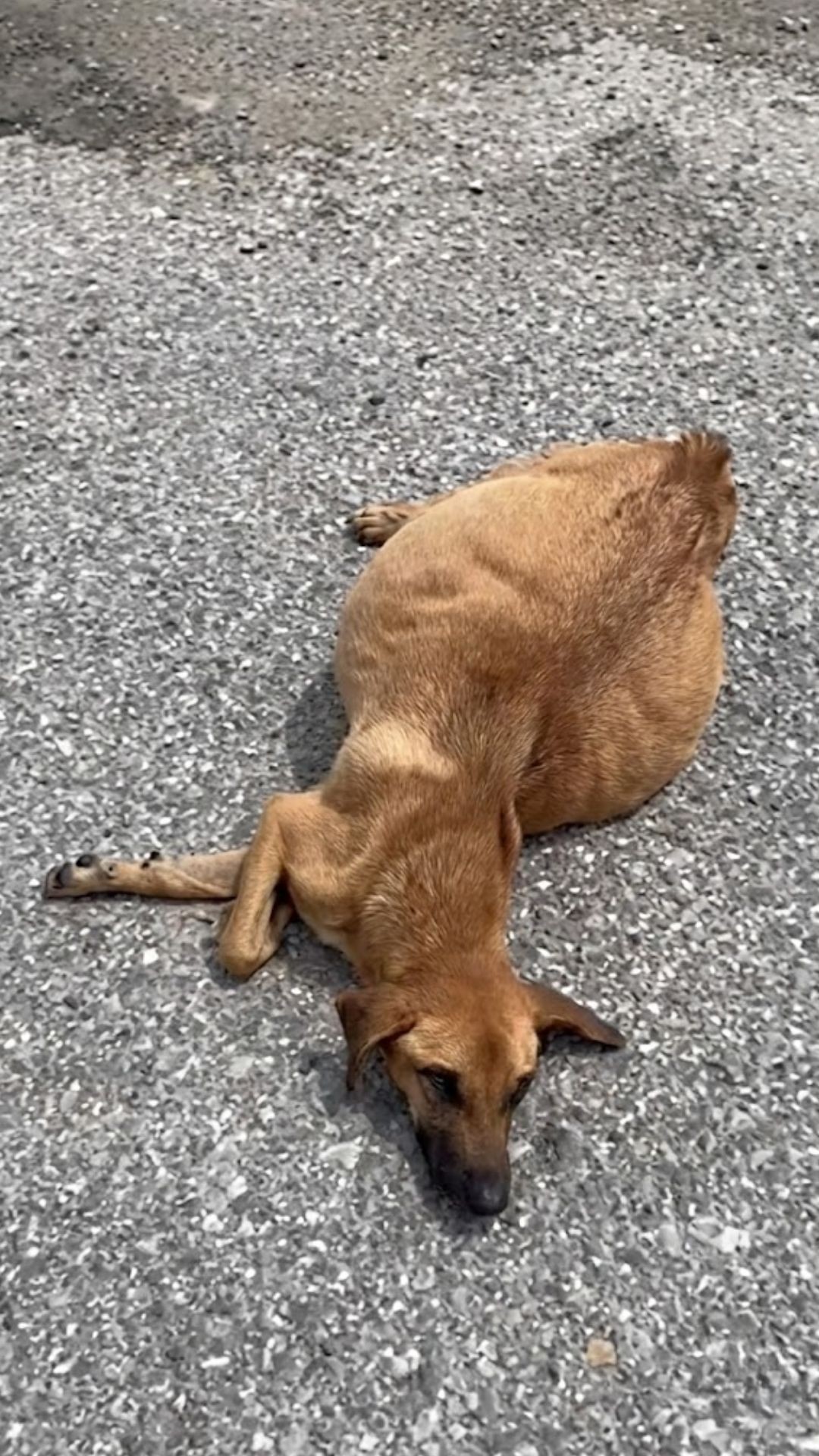 Rescue Team Saves Azalea After She Was Abandoned at a Landfill
