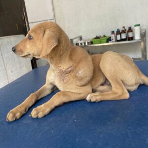 Charlie the Puppy: From Life-Threatening Infection to Playful Companion