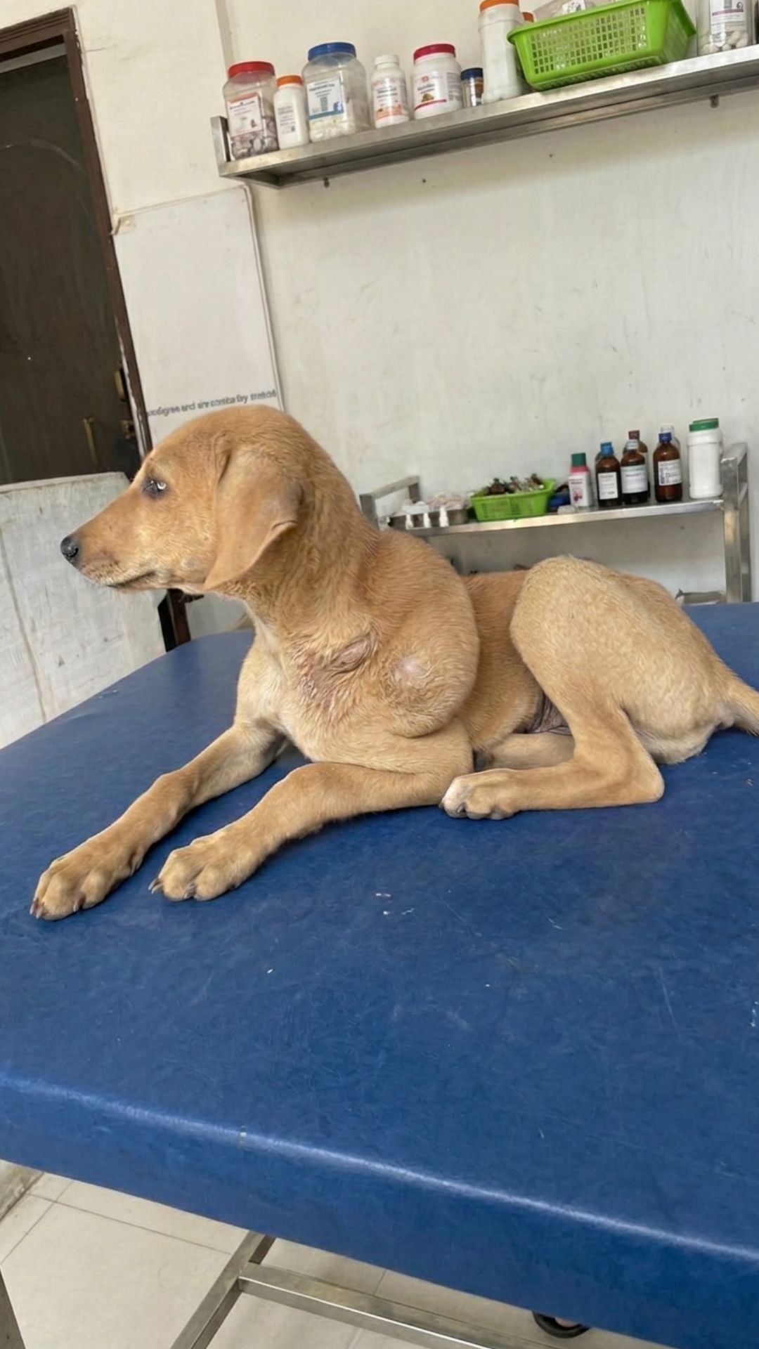 Charlie the Puppy: From Life-Threatening Infection to Playful Companion
