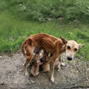 Hope's Transformation: From the Cold to a Loving Home