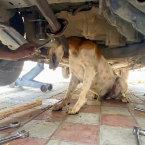 Rescue Team Saves Dog Trapped in Exhaust Pipe Before Another Emergency