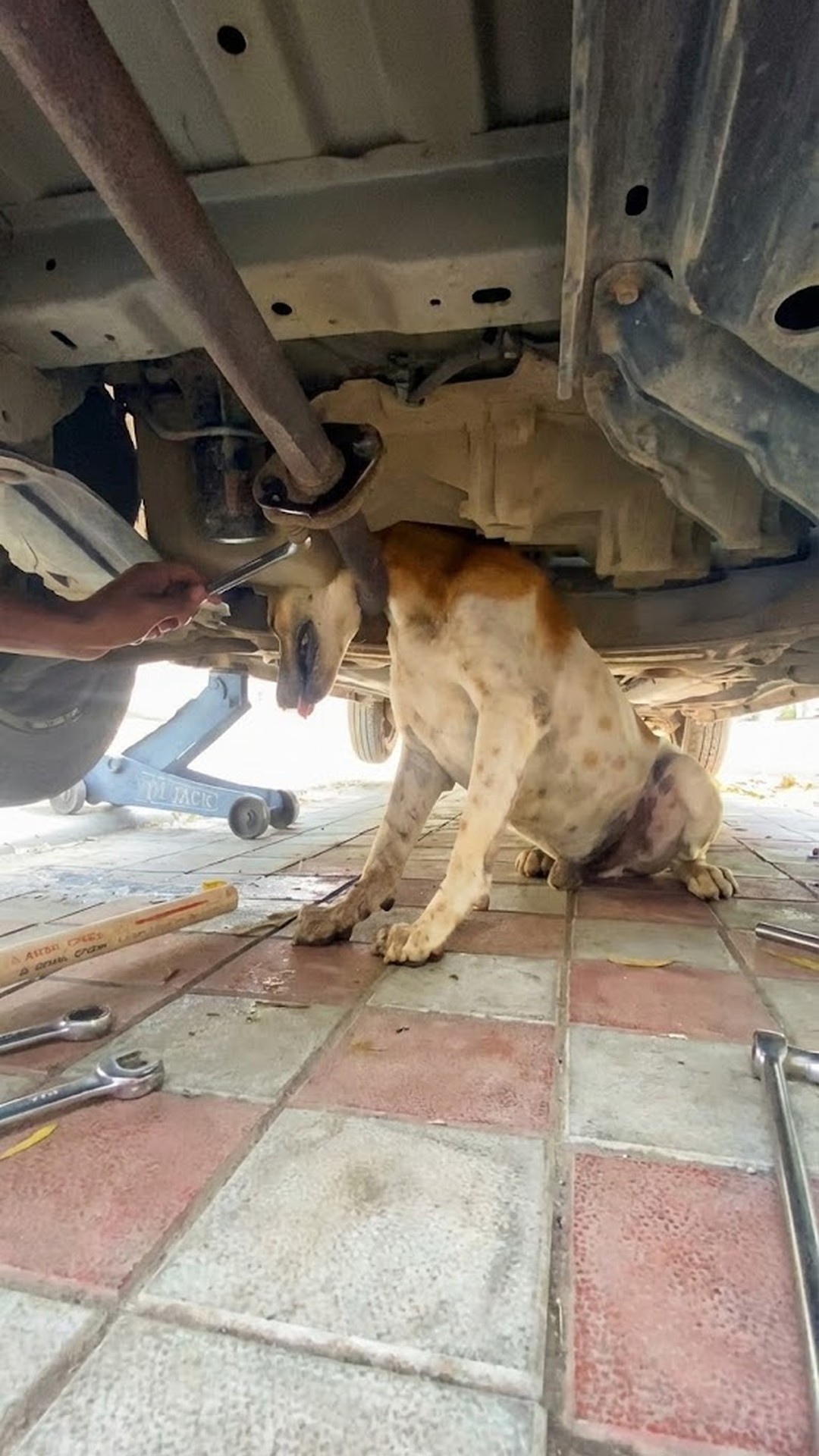 Rescue Team Saves Dog Trapped in Exhaust Pipe Before Another Emergency