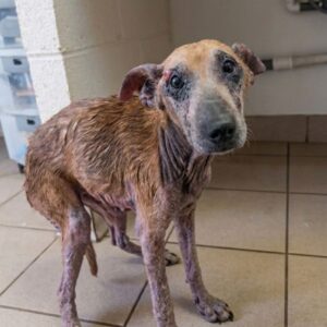 From Invisible Stray to Cherished Family Member: Milly's Journey