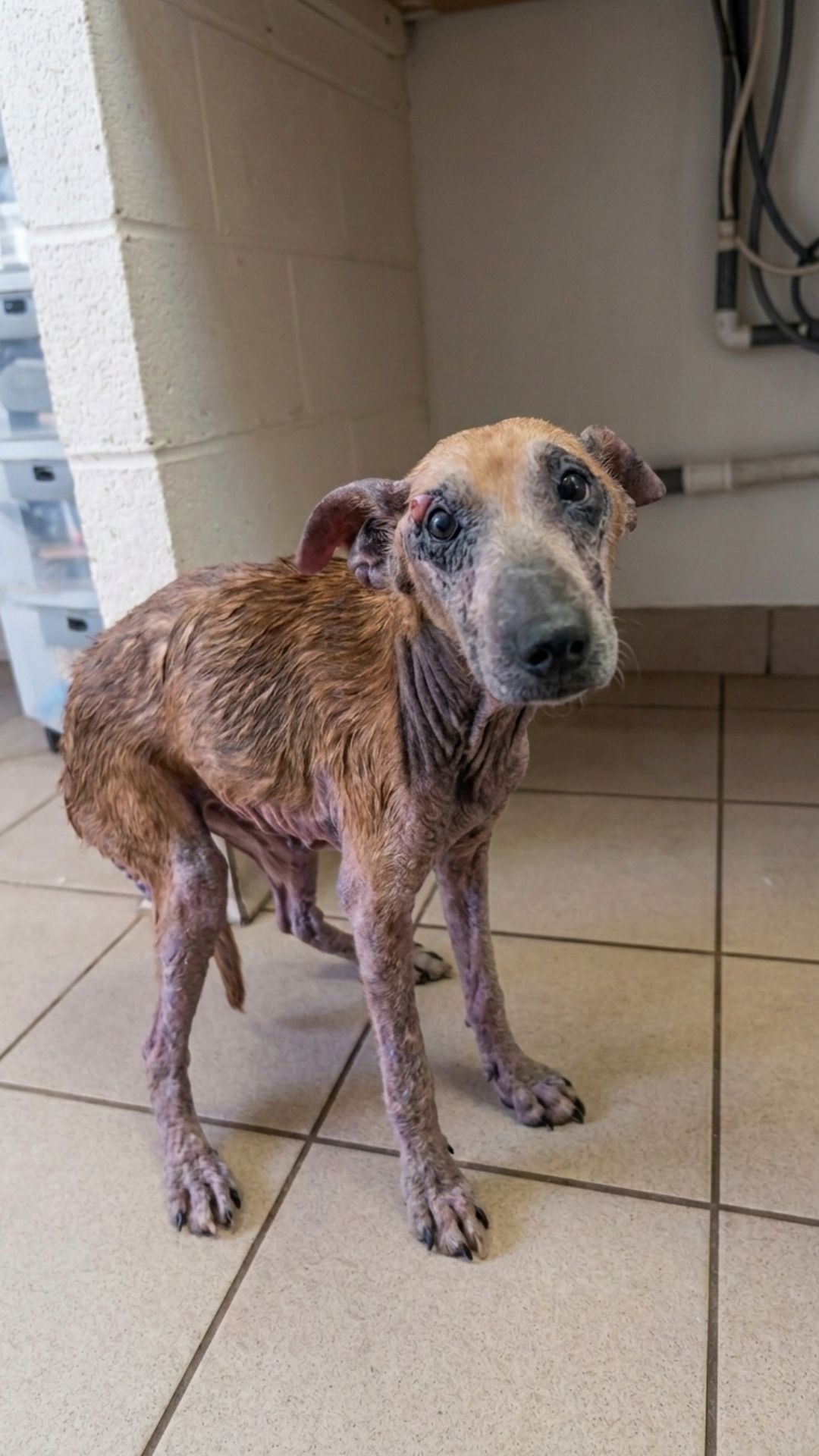 From Invisible Stray to Cherished Family Member: Milly's Journey