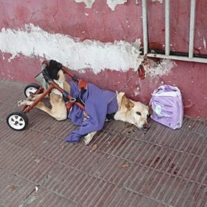 From Abandonment to Adoption: Lunita's Journey of Resilience