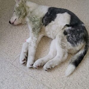 Eva's Miraculous Recovery from Severe Trauma After Being Left for Dead