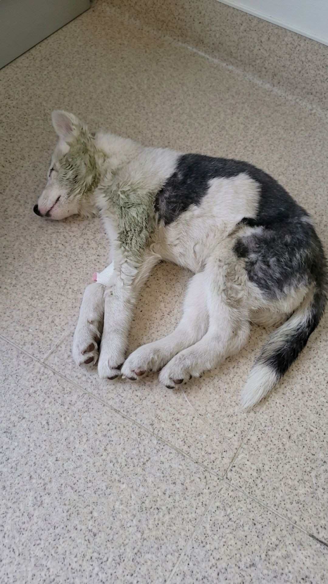 Eva's Miraculous Recovery from Severe Trauma After Being Left for Dead