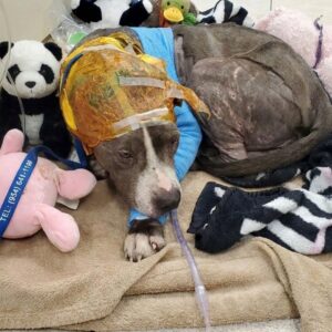 Rescue Team Discovers Fragile Puppy Used as Bait at Abandoned Site