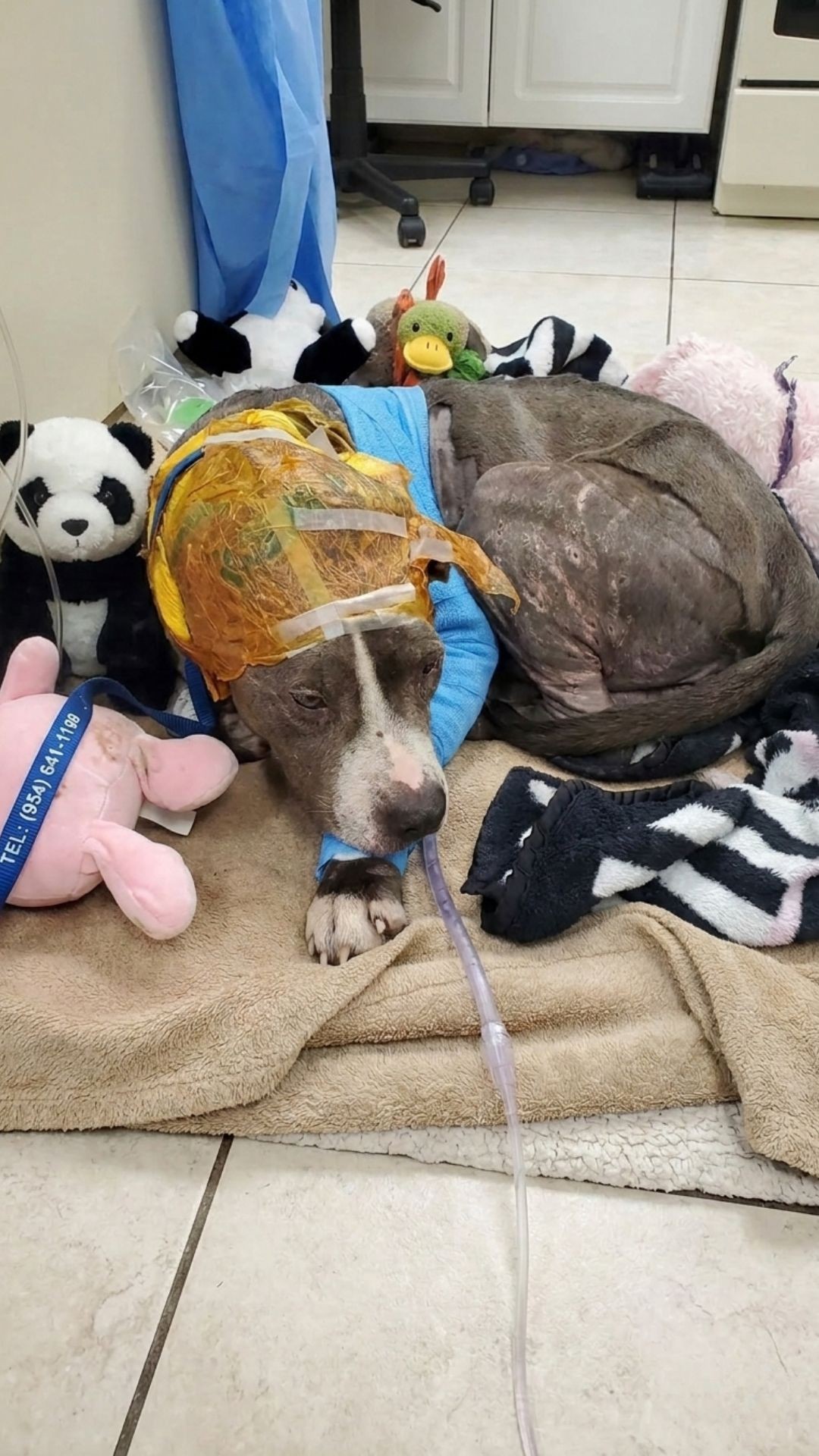 Rescue Team Discovers Fragile Puppy Used as Bait at Abandoned Site
