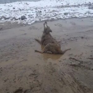 Rescue Team Finds Blind Dog in the Mud, Defying All Odds