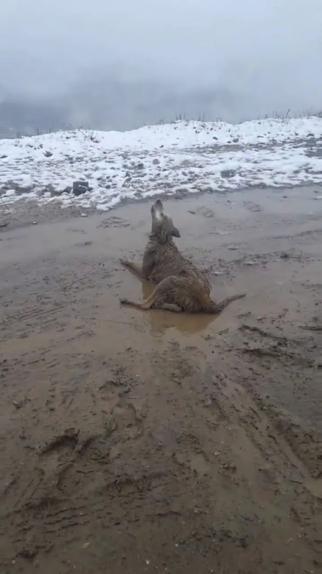 Rescue Team Finds Blind Dog in the Mud, Defying All Odds