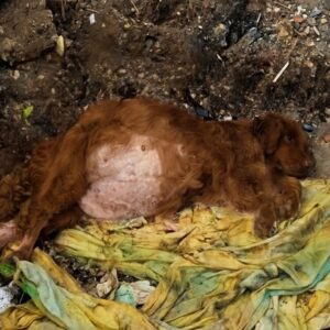 Jinni's Remarkable Calm During Life-Saving Treatment in the Face of Neglect