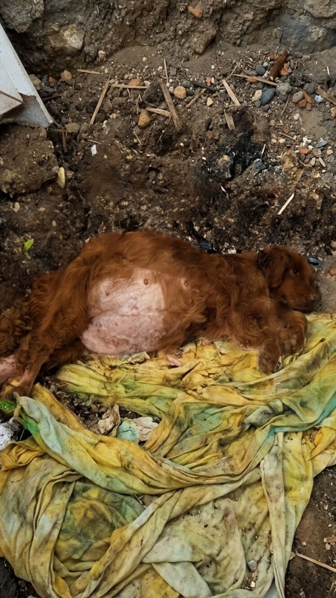 Jinni's Remarkable Calm During Life-Saving Treatment in the Face of Neglect