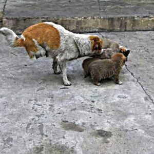 Shi Bao's Determined Crawl: A Mother's Unyielding Spirit on the Streets