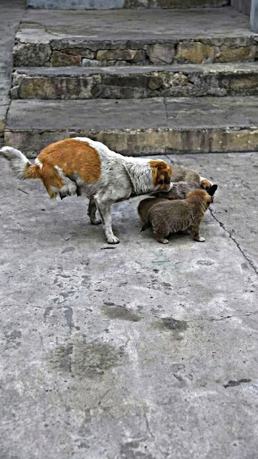 Shi Bao's Determined Crawl: A Mother's Unyielding Spirit on the Streets