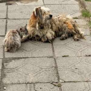 Reunited at Last: Barbos and Masha Find a Forever Home Together